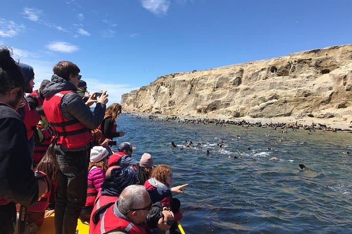 Walk with Thousands of Magellanic Penguins on Isla Magdalena and Sail Around Isla Marta photo 4