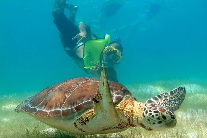 VIP Tulum & Turtles Private Tour — Swim with Sea Turtles and Beat the Crowds at the Ruins photo 1