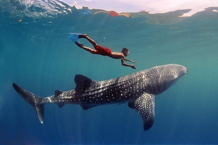 Discover South Malé Atoll: 9-Day Snorkel & Island-Hopping Adventure from Maafushi photo 2