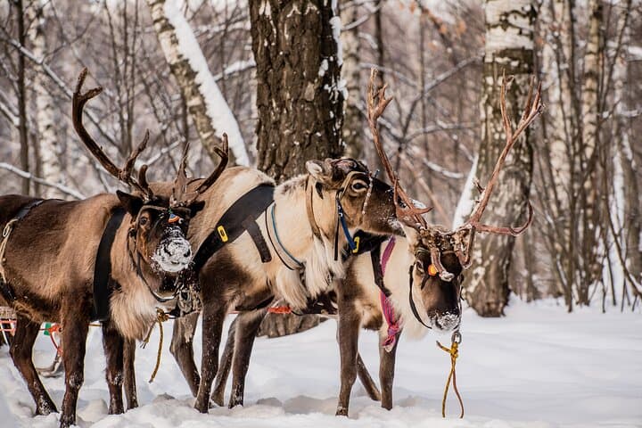 Levi Winter Highlights: Reindeer & Husky Sled Rides, Mini Snowmobiling by Minivan photo 4