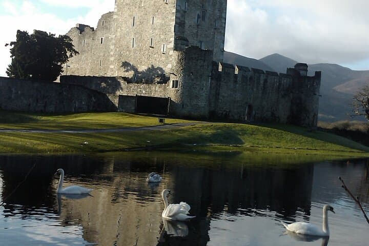 Explore Killarney National Park: A Guided 2-Hour Walking Adventure photo 3