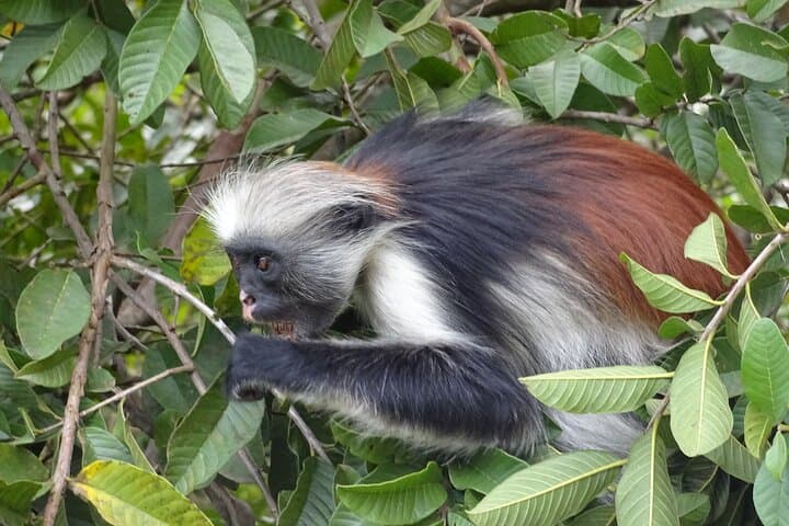 Half-Day Guided Tour of Jozani Forest Reserve — See Zanzibar's Red Colobus photo 5