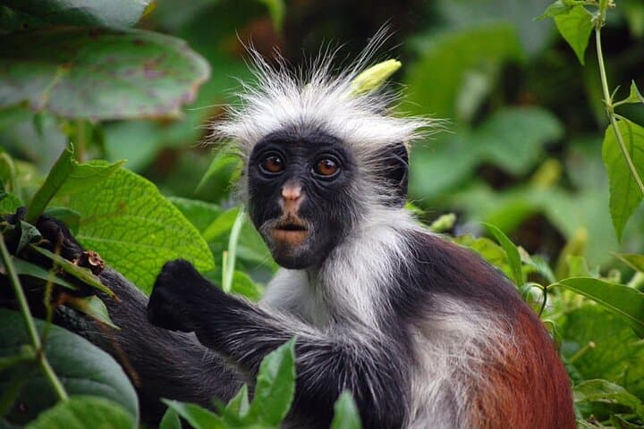 Half-Day Guided Tour of Jozani Forest Reserve — See Zanzibar's Red Colobus photo 2