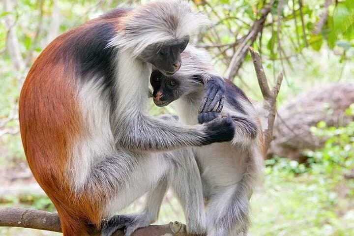 Half-Day Guided Tour of Jozani Forest Reserve — See Zanzibar's Red Colobus photo 6