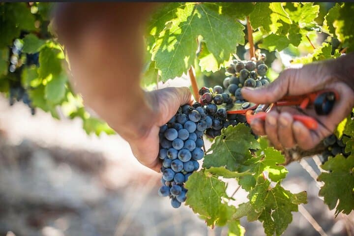 Full-Day Cape Winelands Wine Tour: Stellenbosch, Paarl & Franschhoek photo 1