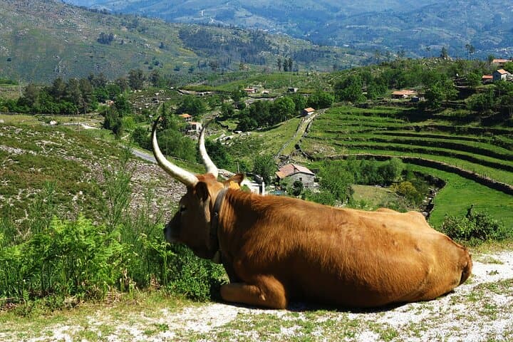 Peneda-Gerês Private Day Tour from Porto — All-Inclusive UNESCO Biosphere Experience