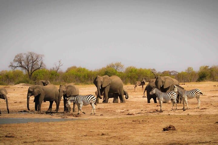 Full-Day Hwange Safari from Victoria Falls: Big Five & Elephant Herds photo 6