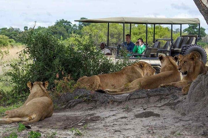 Zambezi National Park AM or PM Game Drive — Victoria Falls Safari photo 2