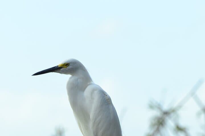 Caño Negro & Río Frío Boat Tour from Arenal: A Day-Long Wildlife River Safari photo 5