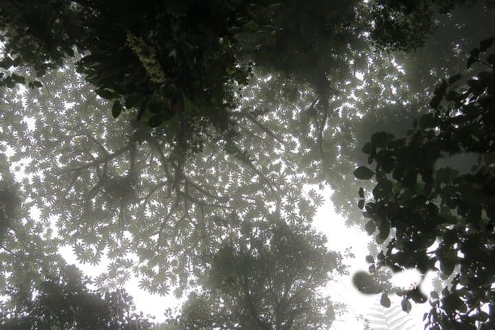 Monteverde Cloud Forest Natural History Walk — Spot Quetzals, Epiphytes & Wild Avocados