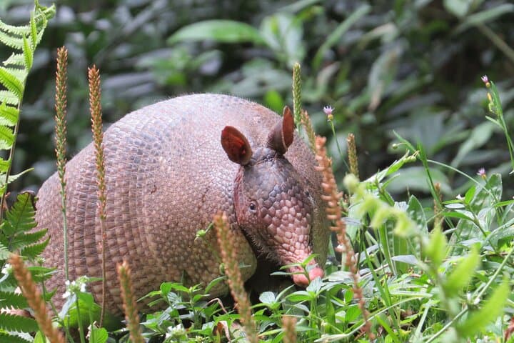 Monteverde Cloud Forest Natural History Walk — Spot Quetzals, Epiphytes & Wild Avocados photo 2