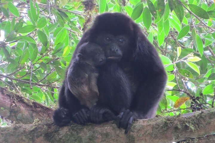 Monteverde Cloud Forest Natural History Walk — Spot Quetzals, Epiphytes & Wild Avocados photo 4