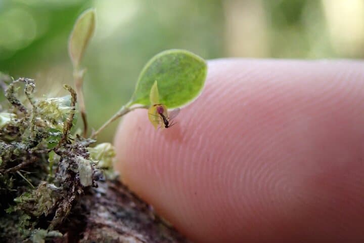 Monteverde Cloud Forest Natural History Walk — Spot Quetzals, Epiphytes & Wild Avocados photo 5