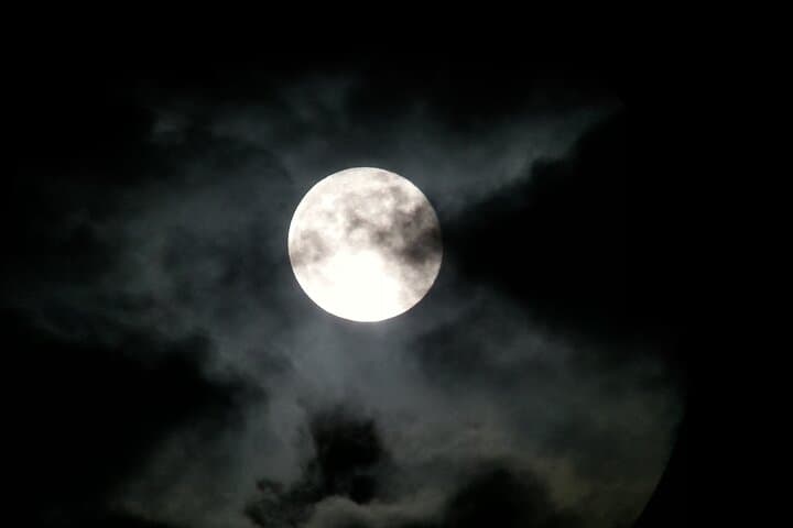 Monteverde Night Walk: Small-Group Cloud Forest Nocturnal Wildlife Tour photo 3