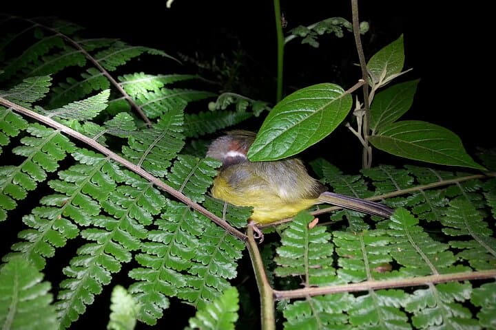 Monteverde Night Walk: Small-Group Cloud Forest Nocturnal Wildlife Tour photo 2