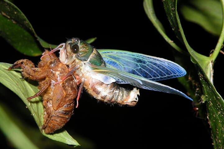 Monteverde Night Walk: Small-Group Cloud Forest Nocturnal Wildlife Tour photo 4
