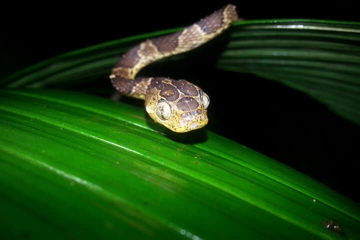Monteverde Night Walk: Small-Group Cloud Forest Nocturnal Wildlife Tour photo 5