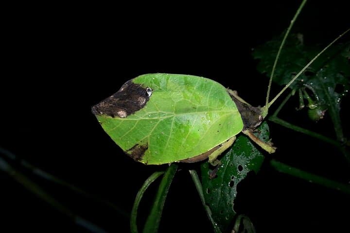 Monteverde Night Walk: Small-Group Cloud Forest Nocturnal Wildlife Tour photo 6