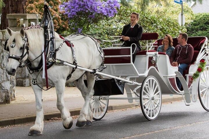 VIP Central Park Horse & Carriage Ride — Private 50-Minute Tour photo 5