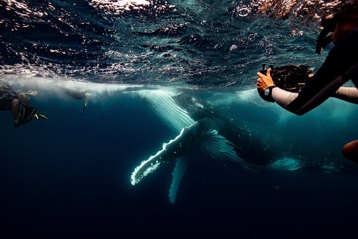 Swim with Humpback Whales on the Gold Coast