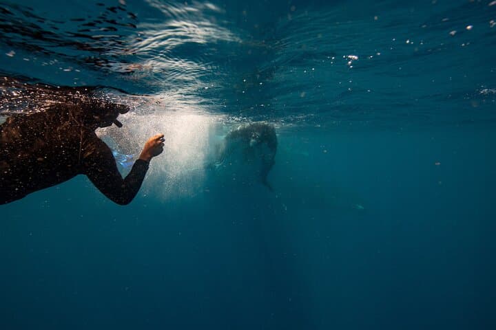 Swim with Humpback Whales on the Gold Coast photo 2