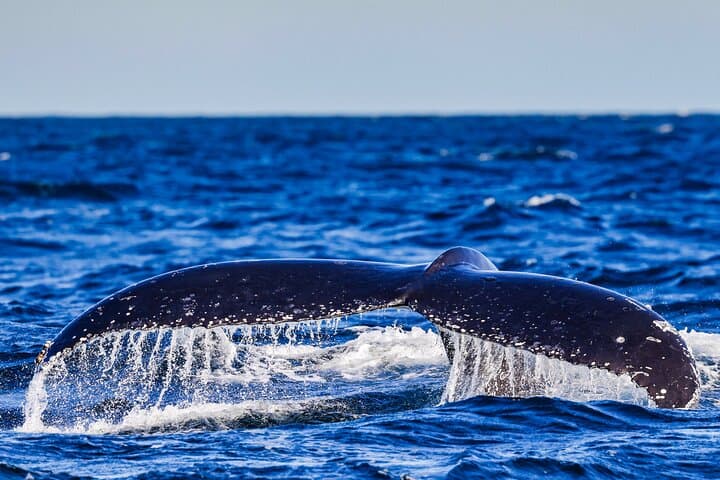 Swim with Humpback Whales on the Gold Coast photo 4