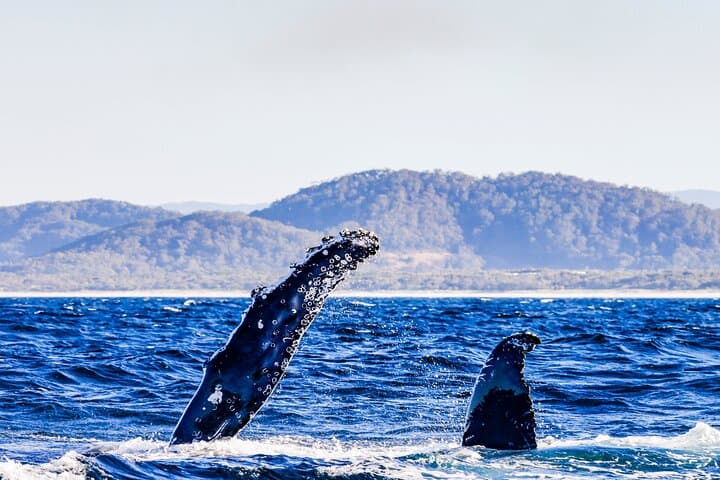 Swim with Humpback Whales on the Gold Coast photo 6