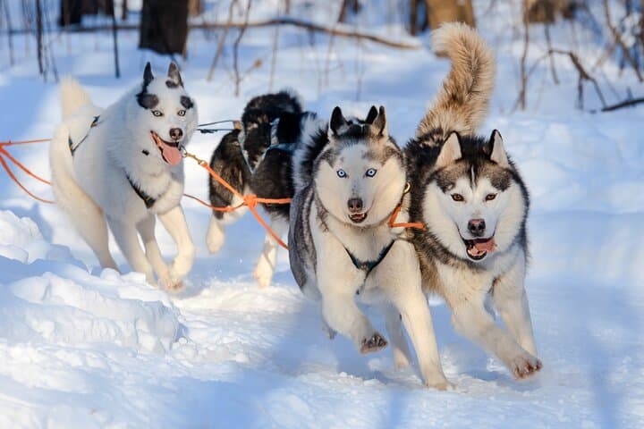 Levi Winter Highlights: Reindeer & Husky Sled Rides, Mini Snowmobiling by Minivan photo 3