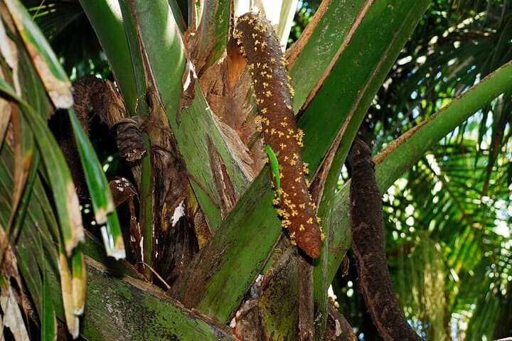 Vallee de Mai Guided Walk: Coco de Mer & Seychelles Endemics photo 5