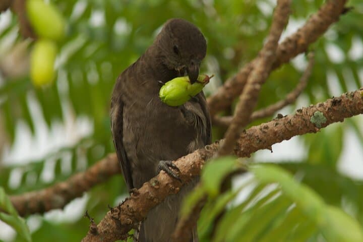 Vallee de Mai Guided Walk: Coco de Mer & Seychelles Endemics photo 6
