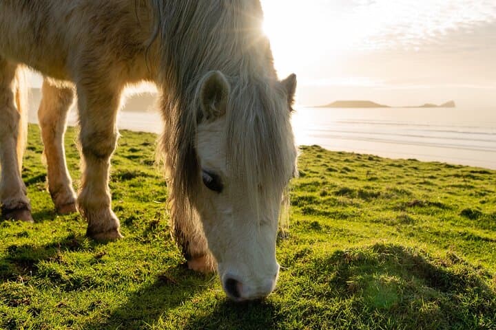 Gower Peninsula Self-Guided Scavenger Hunt: 7-Day GPS Adventure photo 4