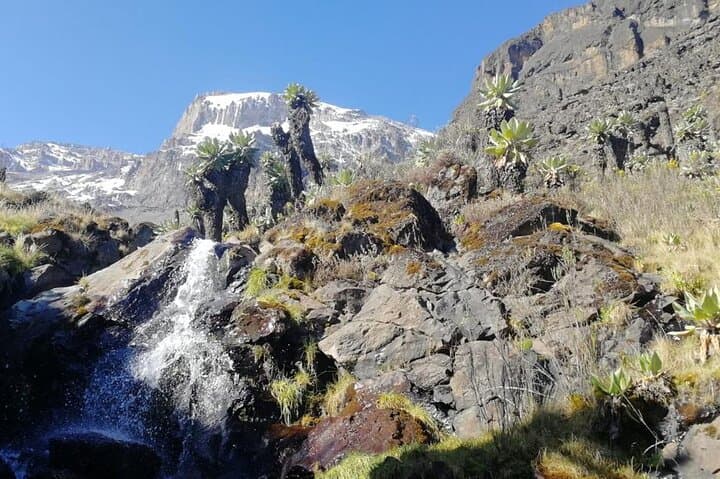 Kilimanjaro Day Trek: Rainforest Hike from Marangu Gate to Mandara Hut photo 2
