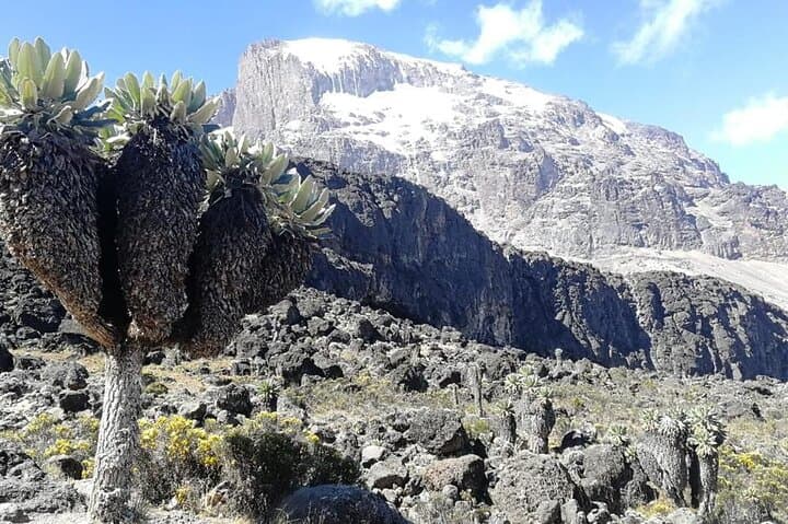 Kilimanjaro Day Trek: Rainforest Hike from Marangu Gate to Mandara Hut photo 3