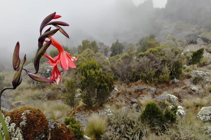 Kilimanjaro Day Trek: Rainforest Hike from Marangu Gate to Mandara Hut photo 4