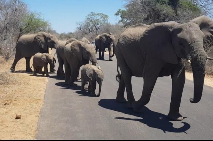 4-day-Kruger-National-Park-safari-Big-Five-and-Panorama-Route photo 5