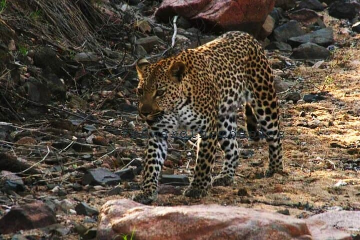 4-day-Kruger-National-Park-safari-Big-Five-and-Panorama-Route photo 6