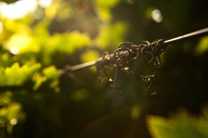 Semi-Private Crete Wine Tour: Two Wineries, Lunch & Hotel Transfer (Heraklion) photo 3