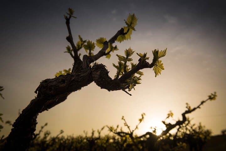 Semi-Private Crete Wine Tour: Two Wineries, Lunch & Hotel Transfer (Heraklion) photo 2