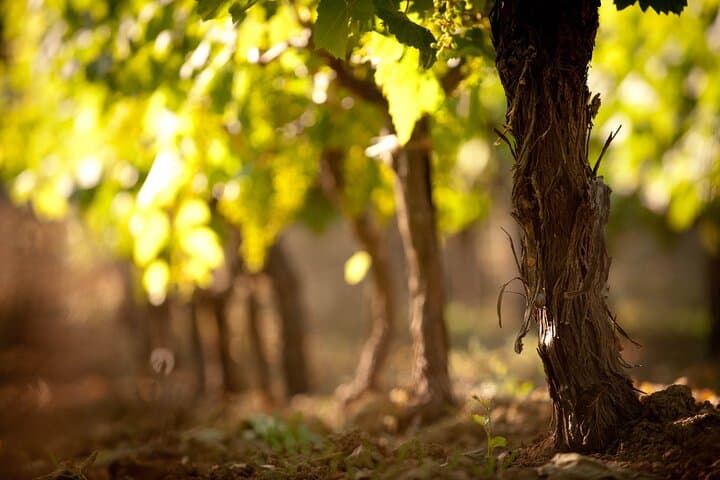 Semi-Private Crete Wine Tour: Two Wineries, Lunch & Hotel Transfer (Heraklion) photo 5