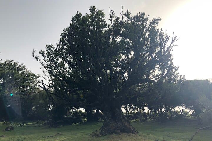 Explore Fanal Park: Ancient Laurel Forest Private Tour in Madeira photo 2
