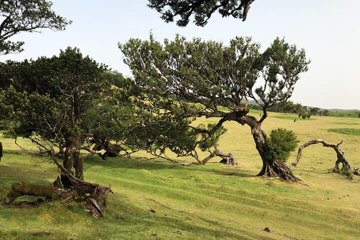 Explore Fanal Park: Ancient Laurel Forest Private Tour in Madeira photo 4