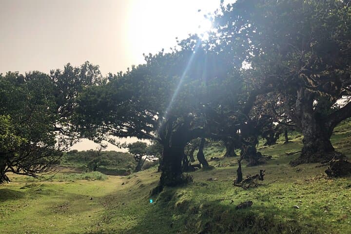 Explore Fanal Park: Ancient Laurel Forest Private Tour in Madeira photo 6