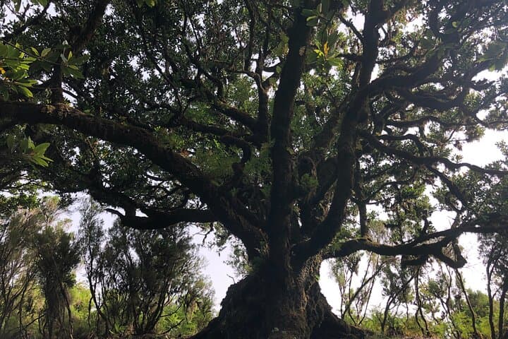 Explore Fanal Park: Ancient Laurel Forest Private Tour in Madeira