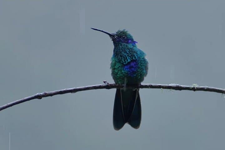 Hummingbirds of the Sacred Valley: Ensifera Camp Birdwatching near Cusco