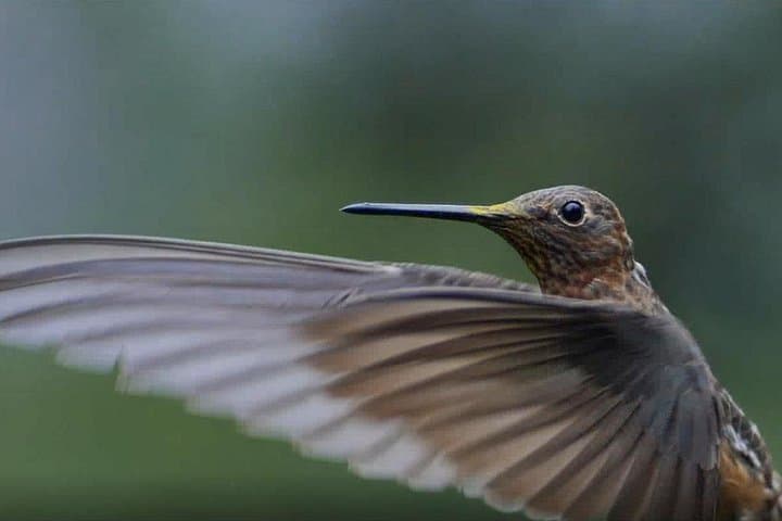Hummingbirds of the Sacred Valley: Ensifera Camp Birdwatching near Cusco photo 2