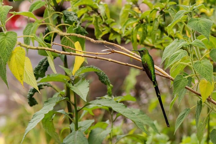 Hummingbirds of the Sacred Valley: Ensifera Camp Birdwatching near Cusco photo 3