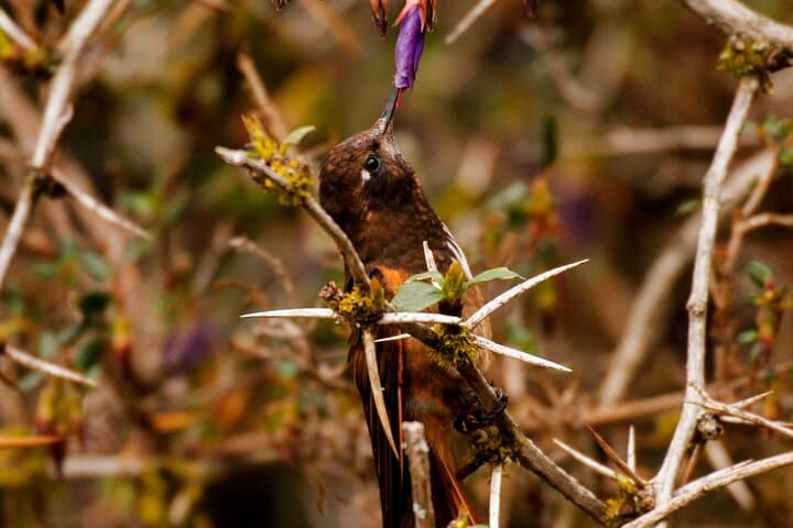 Cusco Birdwatching at Balcón del Diablo: Half‑Day Birding Near Sacsayhuamán photo 5