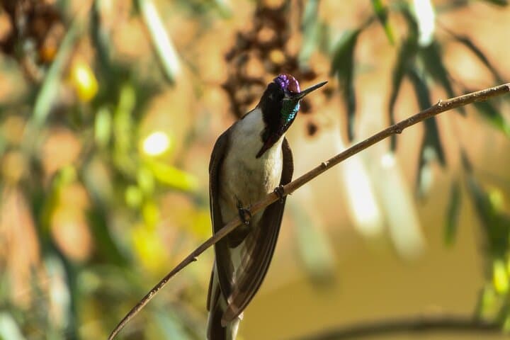 Cusco Birdwatching at Balcón del Diablo: Half‑Day Birding Near Sacsayhuamán photo 6