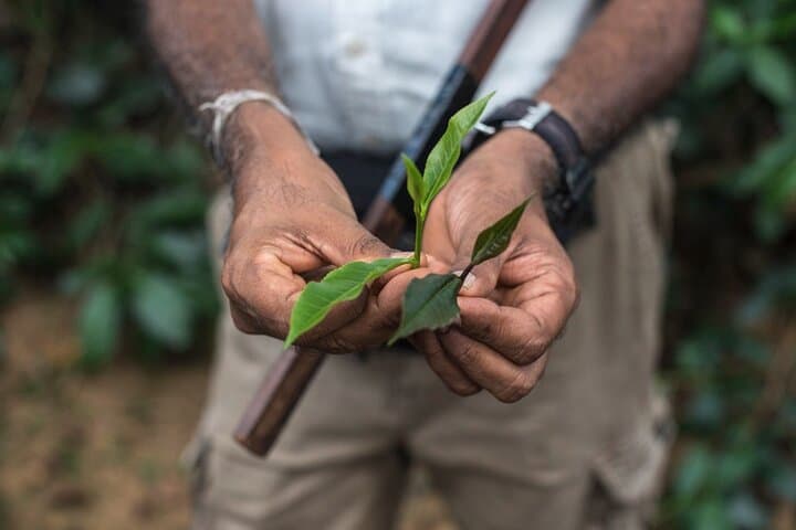 Nandana Tea Walking Tour: Authentic Ceylon Tea Estate Experience in Akuressa photo 4