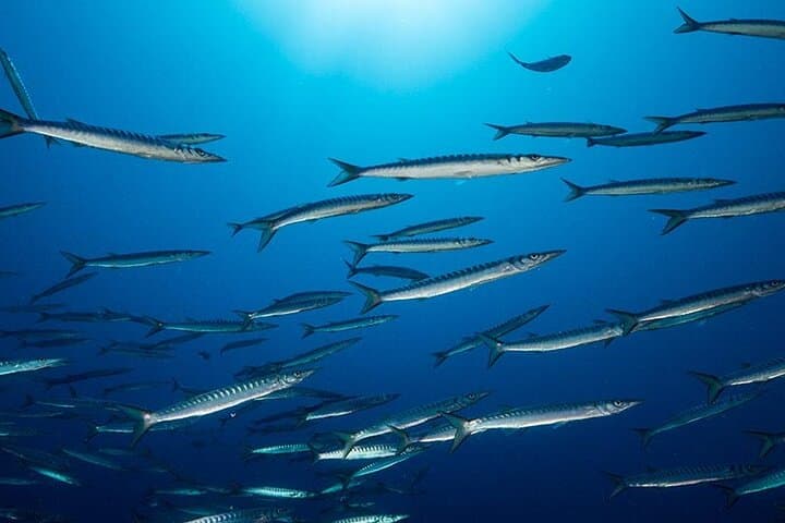 Advanced Open Water Diver Course at Capo Carbonara — 30m Mediterranean Deep Dives photo 2